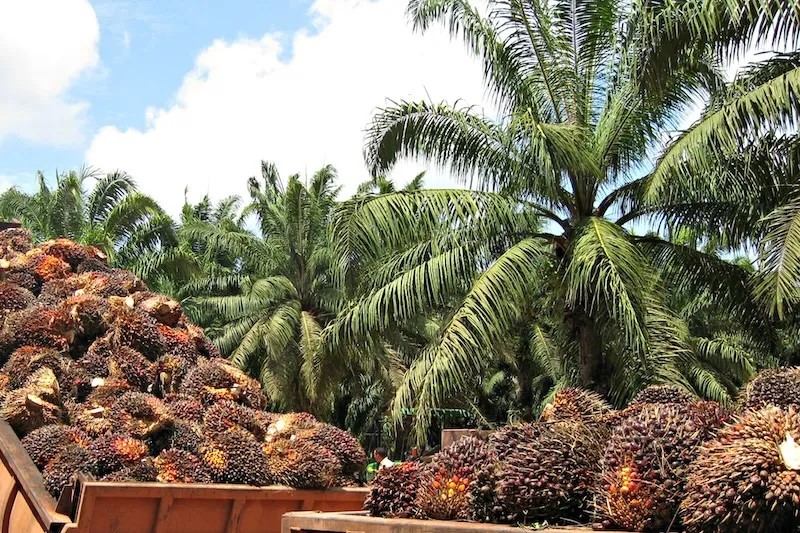 Industria 4.0 y AI en empresa de aceite de palma africana